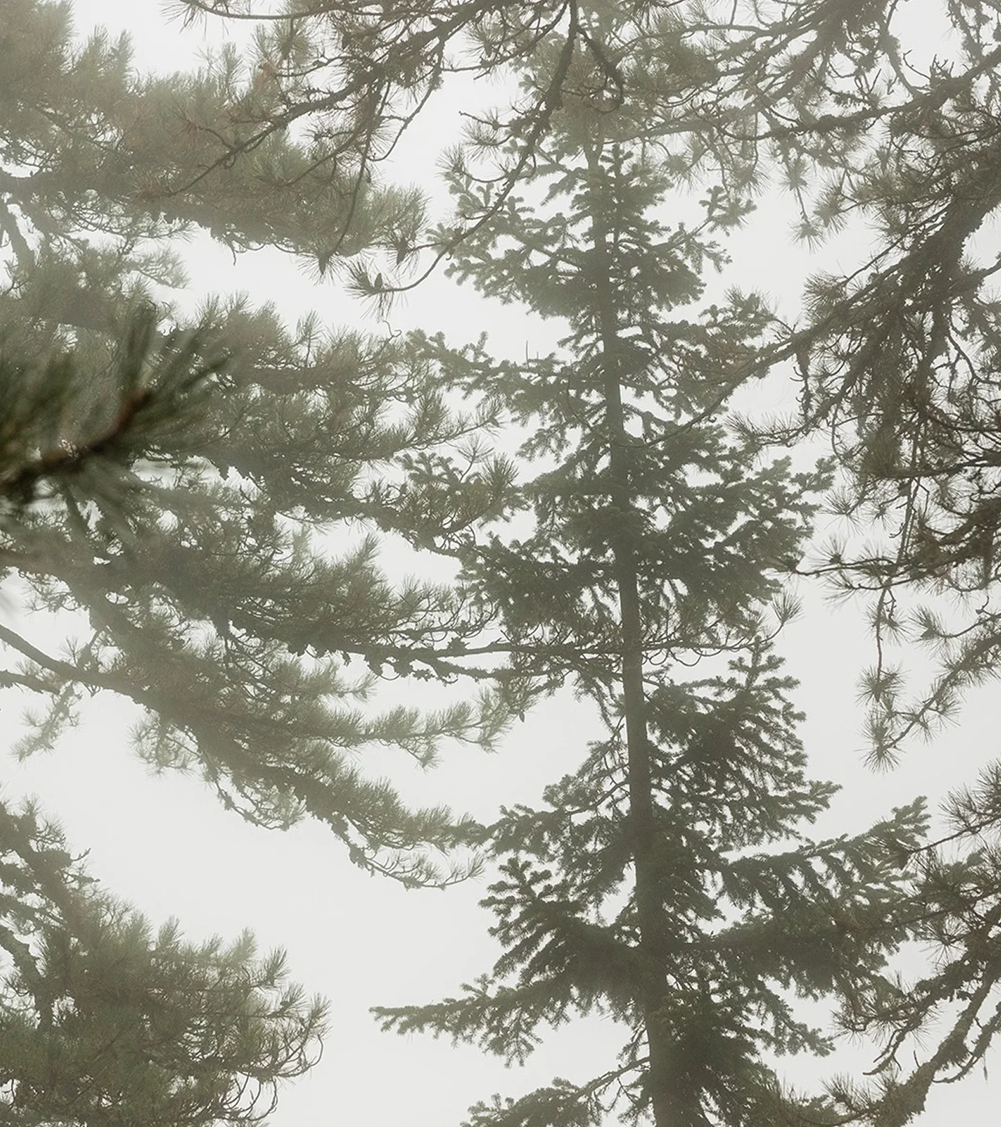 Black Pine Bounce Firming Moisturizer - Image 5